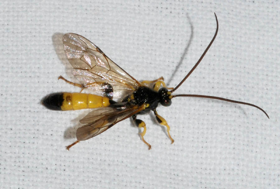 Tre Ichneumonidae